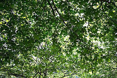 《艾尔登法环》角色替换MOD 寂静岭三角头现身