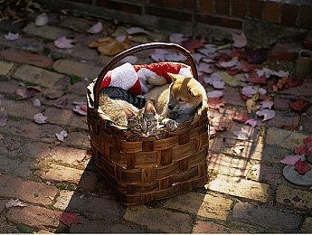 《绝地潜兵2》宇宙黑洞愈发明显 玩家好奇里面有什么