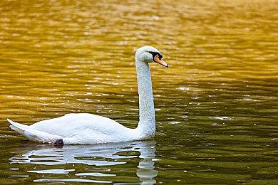 《圣剑传说Visions of Mana》PS4版发布将延期